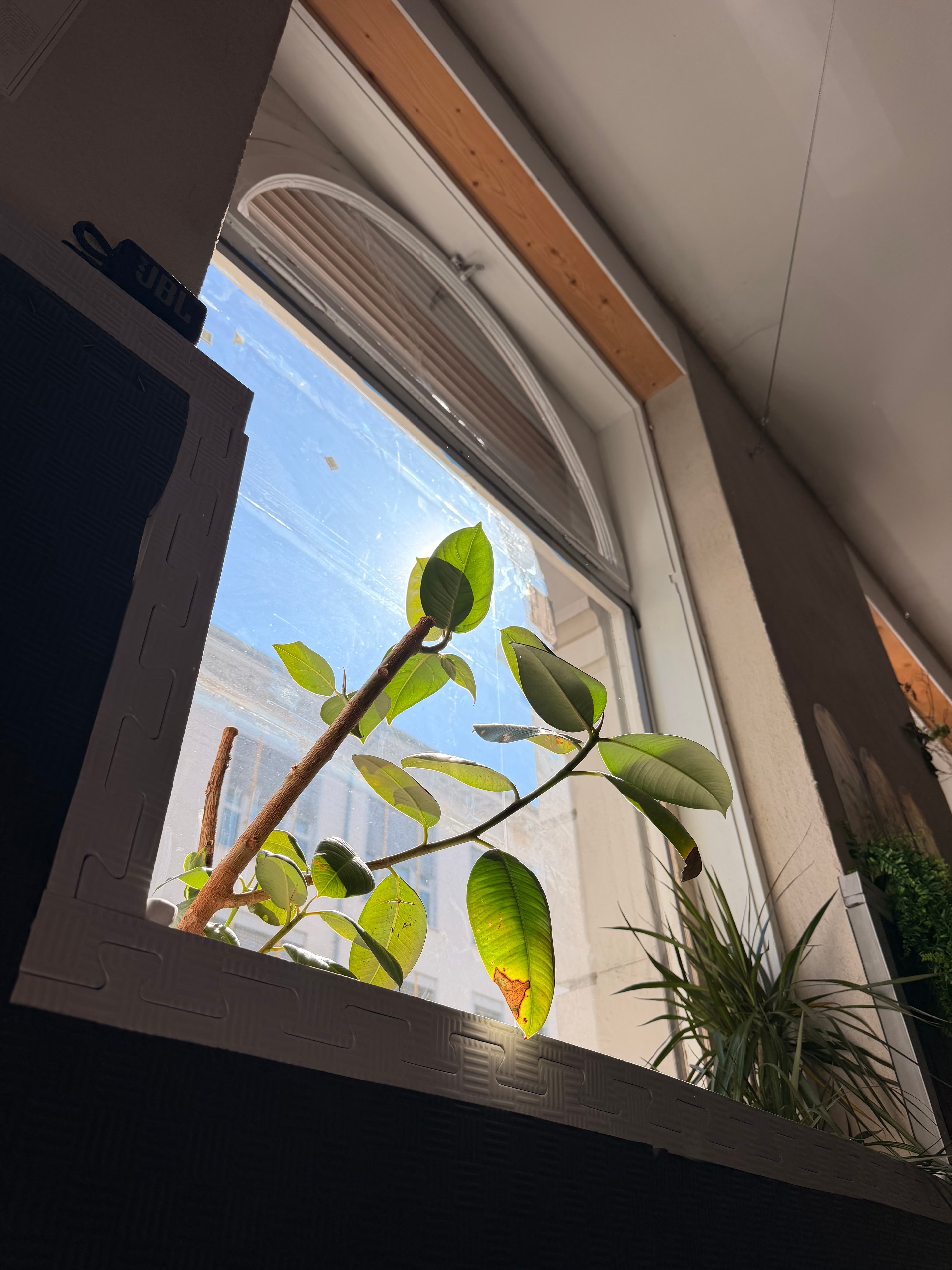 Grüne Zimmerpflanze vor einem großen Bogenfenster, das helles Sonnenlicht und blauen Himmel hereinlässt.